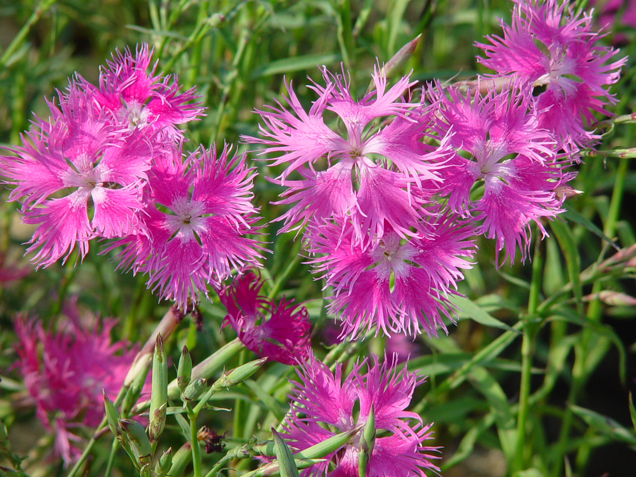 Dianthus superbus var. longicalycinu